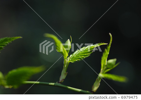 在春天醒來和跳舞的Yamaboki豆芽 6979475