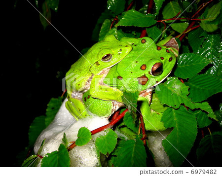 Moria gull frog 6979482