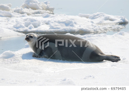 Cracket Seal 6979485