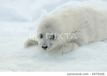 Child of a Goma Festival 6979486