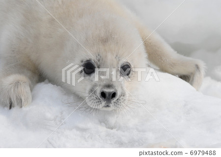 戈馬節的孩子 6979488