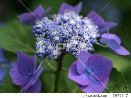 Buddha hydrangea blue purple 6979547