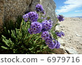 Alpine plant 6979716