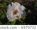 花蝴蝶 6979732