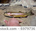 Golden trout 6979736