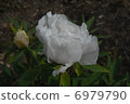 花蝴蝶 6979790