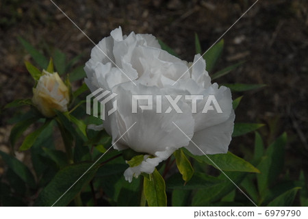花蝴蝶 花蝴蝶 6979790