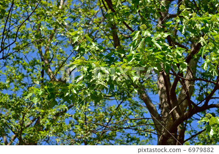 樹·Toukaede槭樹 6979882