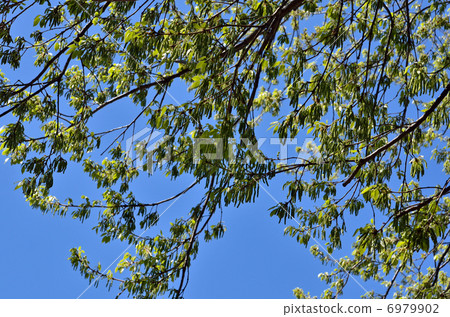 Tree · Quercus serra Tree · Quercus serra 6979902