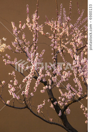 杏樹的Shinshu Chikuma樹盛開在Ichimori地區 6980133