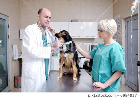 veterinarian and assistant in a small animal clinic 6984837