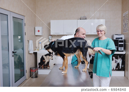 veterinarian and assistant in a small animal clinic 6984848