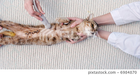 veterinarian and assistant in a small animal clinic veterinarian and assistant in a small animal clinic 6984870