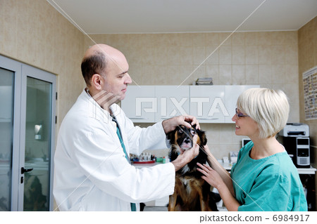 veterinarian and assistant in a small animal clinic veterinarian and assistant in a small animal clinic 6984917