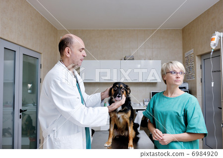 veterinarian and assistant in a small animal clinic 6984920