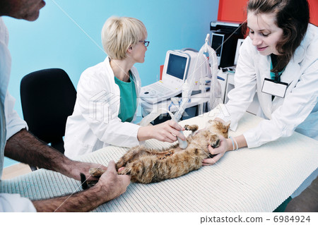 veterinarian and assistant in a small animal clinic 6984924