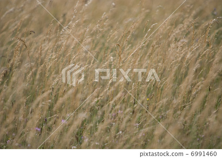 wind in grass 6991460