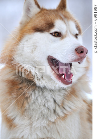 dog dog 6991987