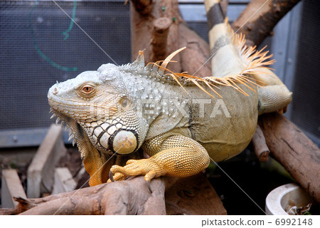 鬣蜥 6992148