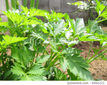 意大利歐芹 6992221