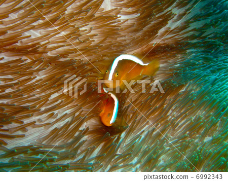 Sedgean anemone fish 6992343
