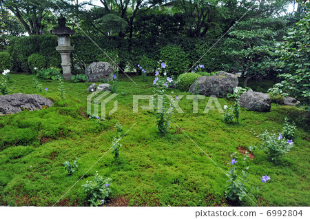 京都Tenpensha柑橘類水果的花園 6992804