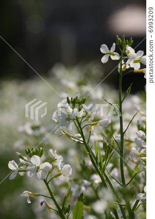  White flower 6993209