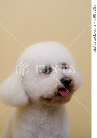 修剪後，Bichon Frize的成年狗 6993286
