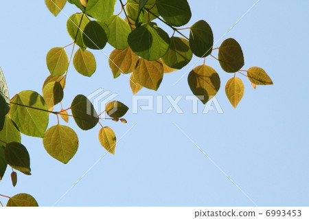 Fresh green sky of wigs 6993453