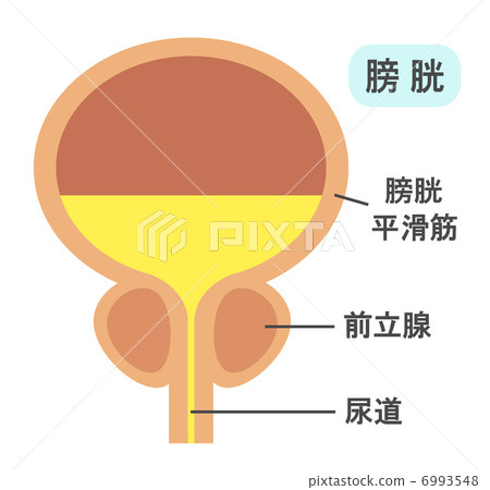 bladder bladder 6993548