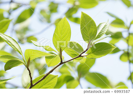 红山紫茎 日本紫茎 植物