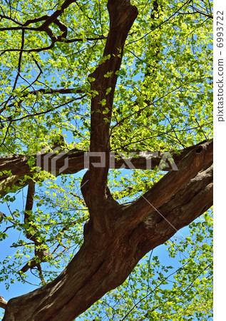 Tree · Acaridae birchaceae Tree · Acaridae birchaceae 6993722