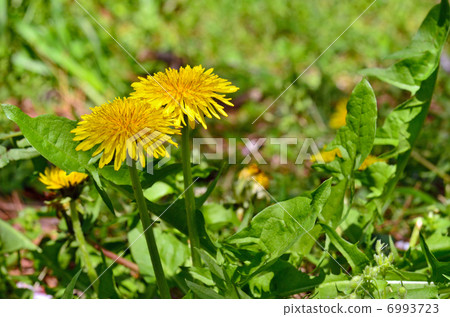 Plant · Cyprinidae Plant · Cyprinidae 6993723