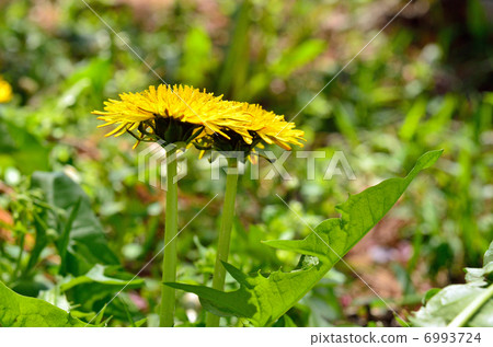 Plant · Cyprinidae Plant · Cyprinidae 6993724