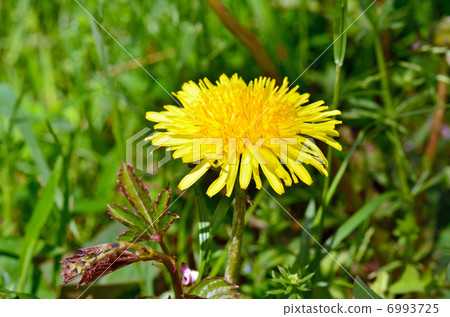 Plant · Cyprinidae 6993725