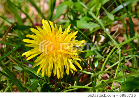Plant · Cyprinidae Plant · Cyprinidae 6993726