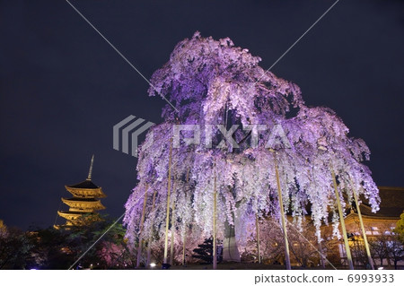 東條的富士櫻花和五層寶塔 東條的富士櫻花和五層寶塔 6993933