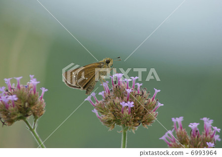 Hemp butterflies　 6993964