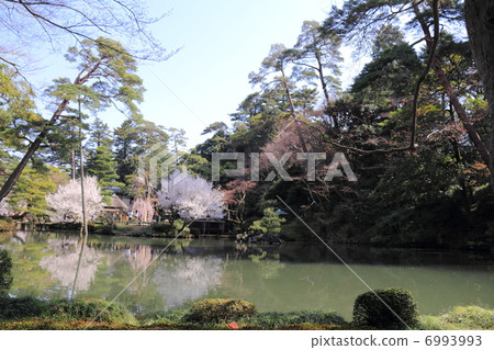 Spring Kenrokuen (Gourd Pond) 6993993