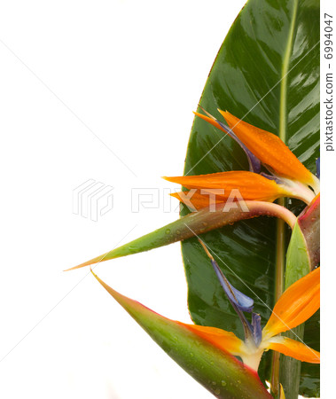 bouquet o strelitzia flowers 6994047