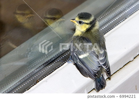 Young blue tit just out of the nest seeing double (Baarn, Netherlands) 6994221
