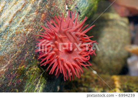 Beadlet anemone (Actinia equina) at the coast of Runde (Norway) Beadlet anemone (Actinia equina) at the coast of Runde (Norway) 6994239