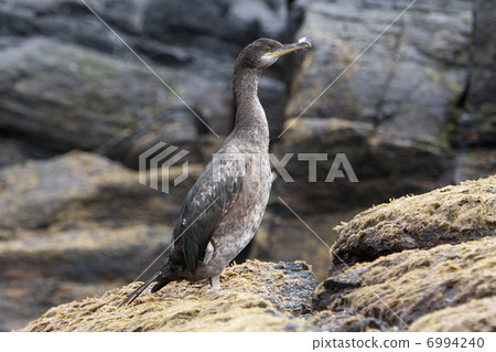 European Shag (Phalacrocorax aristotelis) at Runde Island (Norwa European Shag (Phalacrocorax aristotelis) at Runde Island (Norwa 6994240