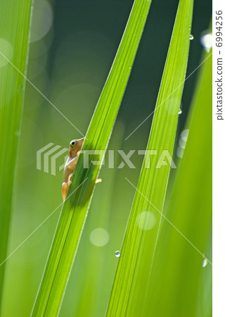 Paddy field frog 6994256