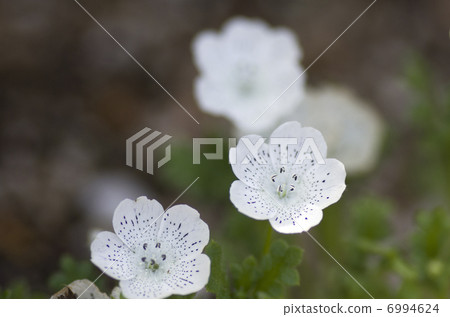 Nemophila · Snow Storm 6994624