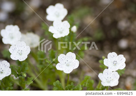 Nemophila · Snow Storm 6994625