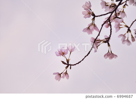 櫻花 櫻 賞櫻 6994687