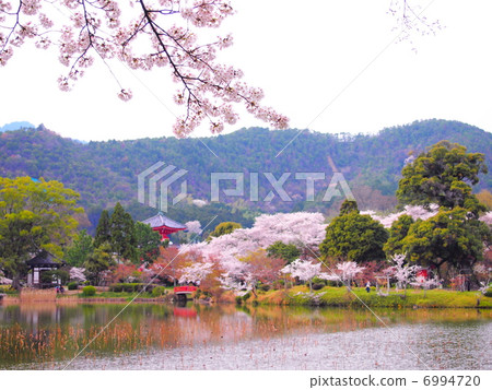 Owanji Temple Osawa pond and cherry blossoms 6994720