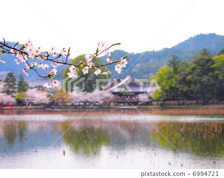Owanji Temple Osawa pond and cherry blossoms 6994721
