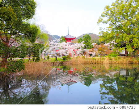 Daikaku-ji在春天 Daikaku-ji在春天 6994725